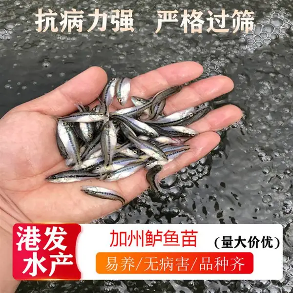 河源加州鲈鱼苗供应 黄骨鱼苗 桂花鱼苗 免费指导养殖 协助回收