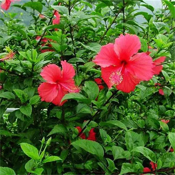 苗圃出售大花扶桑 阳台庭院小区公园盆栽绿化观赏种植地栽苗