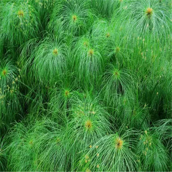 纸莎草 净化水质 水生植物观赏草 湿地河道公园水体绿化苗