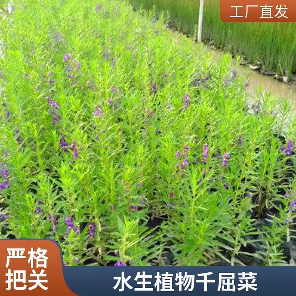 千屈菜种植基地 蒂兰苗木宿根草花水景植物 现货出售