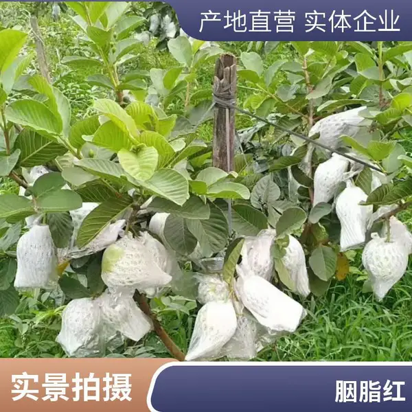 番石榴苗珍珠芭乐番石榴苗红心番石榴苗培育产地发货