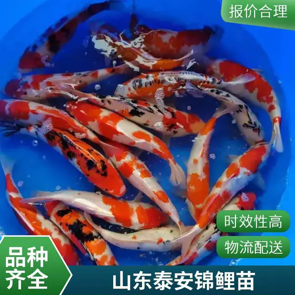 山东泰安本地观赏鱼苗锦鲤鱼苗养殖场 直销大规格锦鲤苗 色泽艳丽