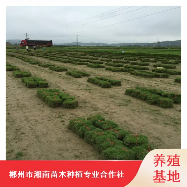 云南台湾草皮_城市绿化马尼拉草皮_成活***冷季型草皮***格
