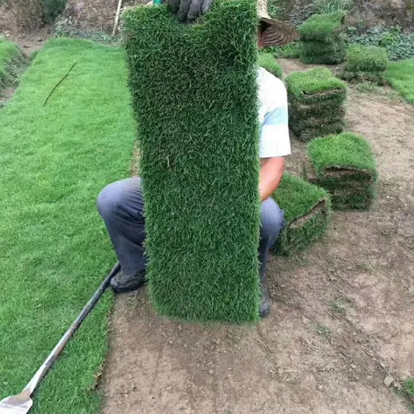 湖南益阳 马尼拉草坪 草皮铺种***格 低价销售