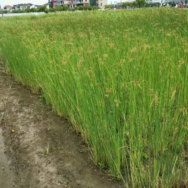 佳颖水生植物基地批发水葱 水葱价格 浙江水葱 水葱蒲湿地绿化