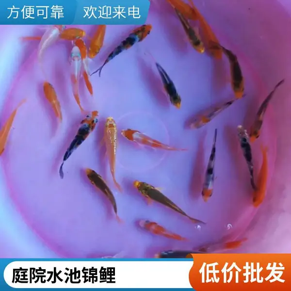 要健壮锦鲤苗 找山东潍坊本地观赏鱼苗锦鲤鱼苗养殖场 3-5公分