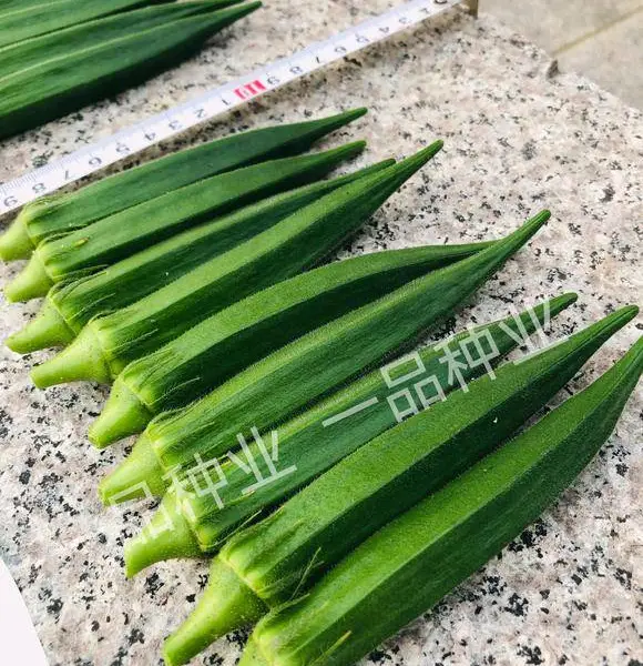 进口杂交一代绿灞107水果秋葵种子