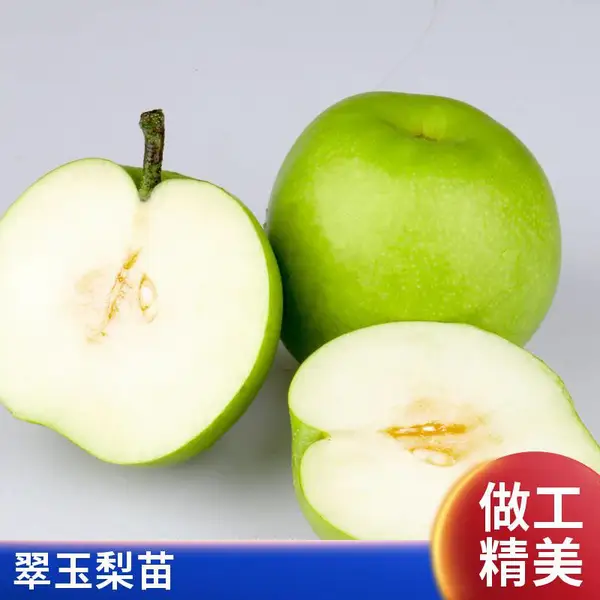 新品种特色果苗果蔬 翠玉 玉露香梨 黄金梨苗基地 品种全口感好