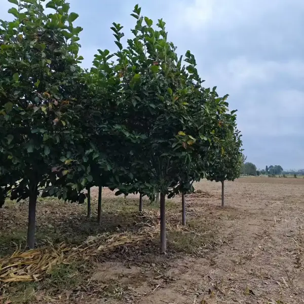 山东聊城茌平区白玉兰苗木基地批发销售,5公分红玉兰树苗厂家上车价格,玉兰树苗产地供应商报价