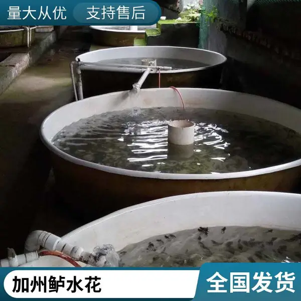 山东潍坊本地鲈鱼苗鲟鱼苗养殖场 加州鲈水花 鲟龙鱼苗 规格全 支持发货