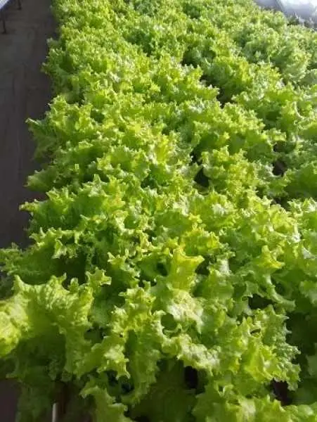 黑龙江绿色有机生菜批发商