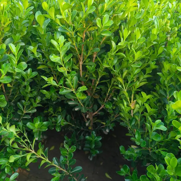 瓜子黄杨大杯 小杯 地苗 成都苗木基地货源 公园花坛花箱绿化苗木品种