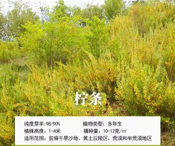 黑龙江齐齐哈尔野草种子生产基地