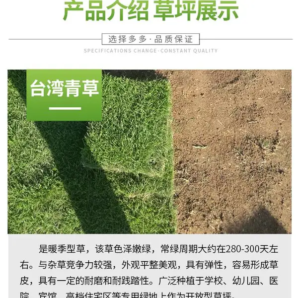 江西宜春草皮适用庭院绿化用