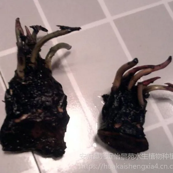 湖北睡莲苗、湖北睡莲种苗、湖北种植睡莲、湖北睡莲种子