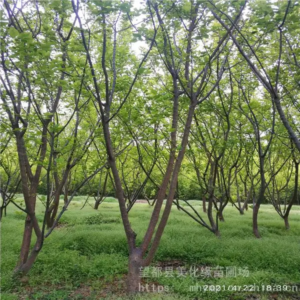 ����Ե ÷����÷��Ӧ ����ֲ���÷С�� ԰���̻�