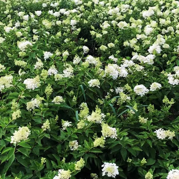 大量供应木绣球 节日组摆草花 出售木绣球 兴东花卉