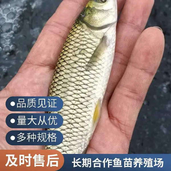 山东滨州本地草鱼苗鲤鱼鱼苗养殖场直销鱼种 支持实地看苗