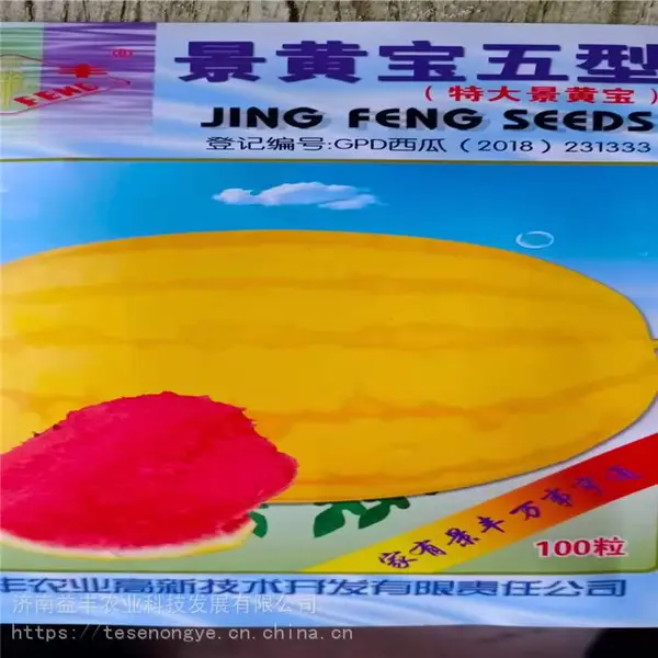 微萌西瓜种子 金城5号西瓜苗 长期供应 益丰种业