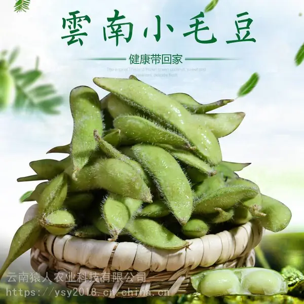 高原食材 毛豆泡沫箱1.5公斤 净重2斤 酒店 餐馆 家庭 一件代发
