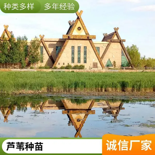 湿地绿化美化工程 耐寒荷花苗培育 芦苇种苗 白洋淀睡莲苗