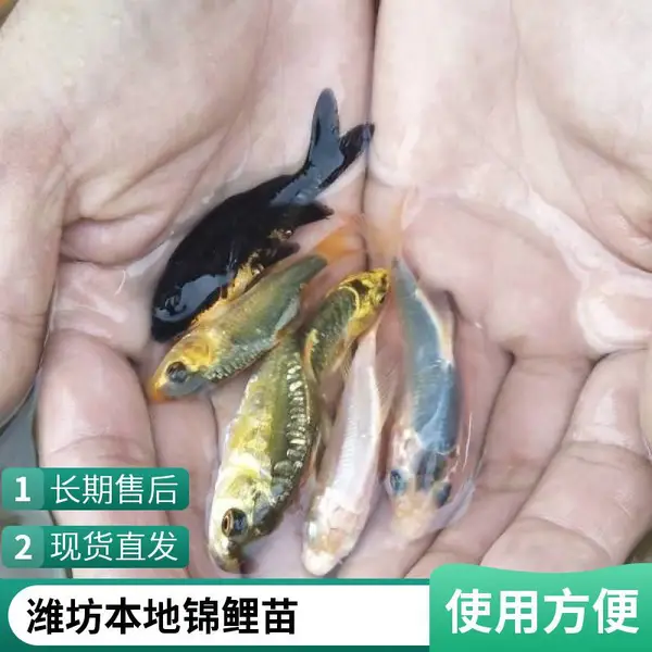 锦鲤鱼苗价格 咨询山东潍坊本地观赏鱼苗锦鲤鱼苗养殖场 3-5cm