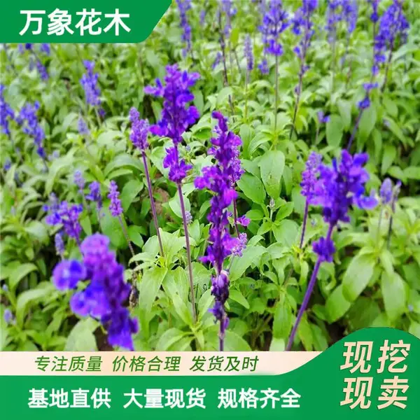 �޸��ر����� ������β�� ����Ӫ������ �ɹ�԰ͥԺ�̻����̻���
