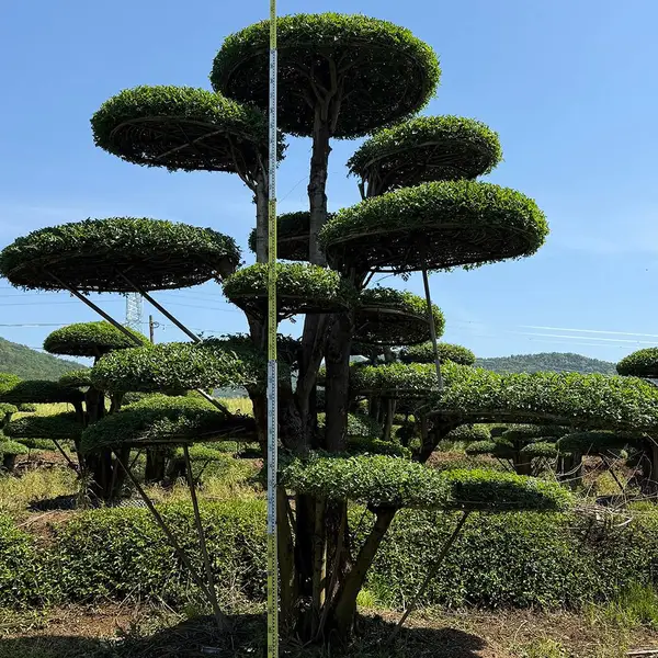 高度五米大冠幅对节白蜡 别墅门口造景树 原生造型苗木