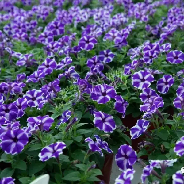 福建厦门花草种子公司-批发零售-花海种子(矮牵牛无性系品种种苗)