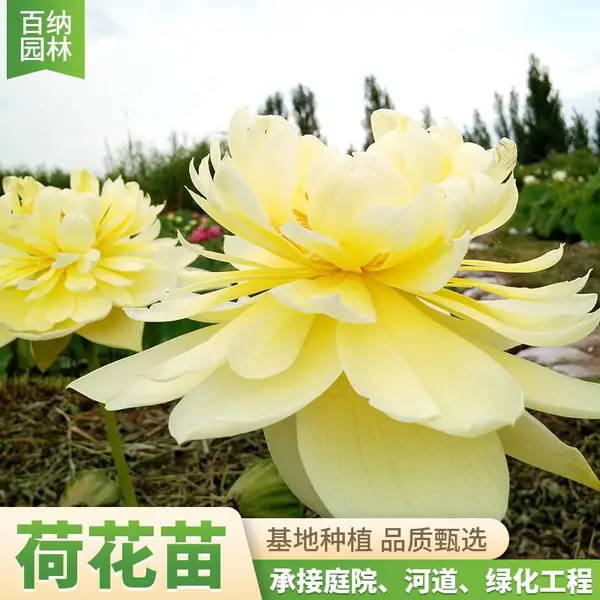 百纳 净化水质荷花苗 湿地公园荷花 贵州工程苗