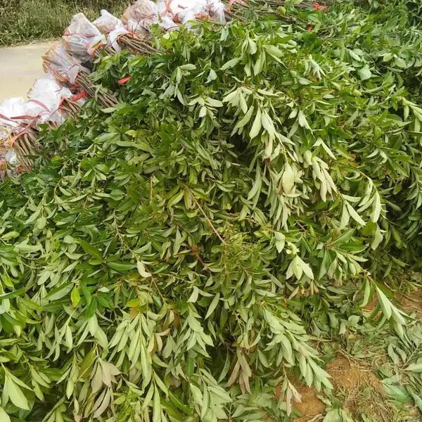 木荷杯苗,枫香杯苗,一年生木荷