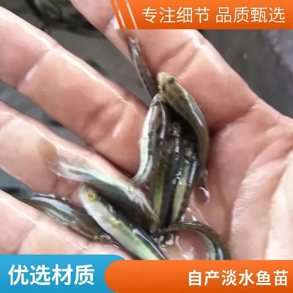黑鱼苗泥鳅鱼苗 山东潍坊养殖场 自繁自养 苗种健壮