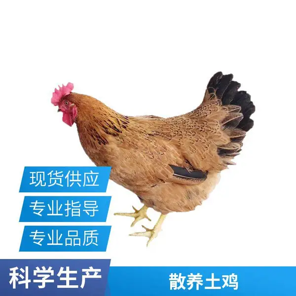 文昌鸡海南散养土鸡批发海南文昌鸡源头厂家直供餐厅供应链优质土鸡山鸡凰