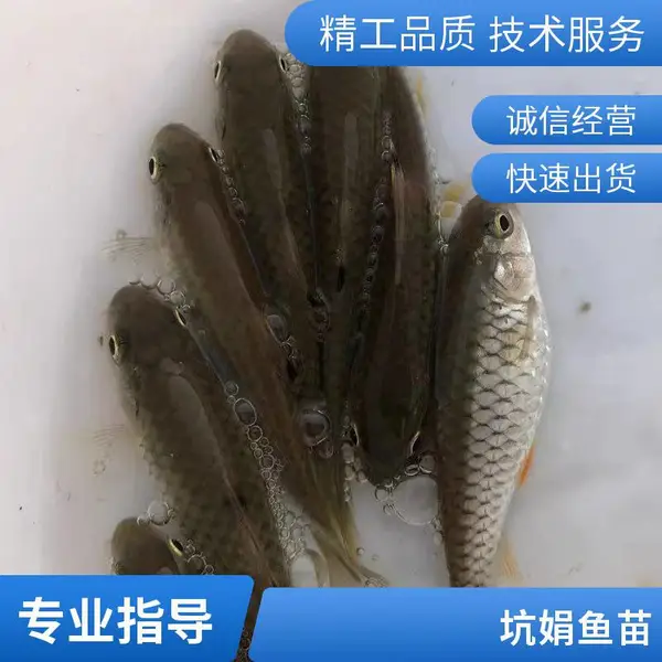 优质军鱼苗黄娟鱼青波鱼河坚青竹鲩鱼苗光倒刺淡水鱼养殖包活包邮