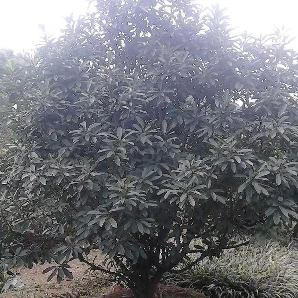 湖北椤木石楠-湖北红叶石楠-京山石楠基地