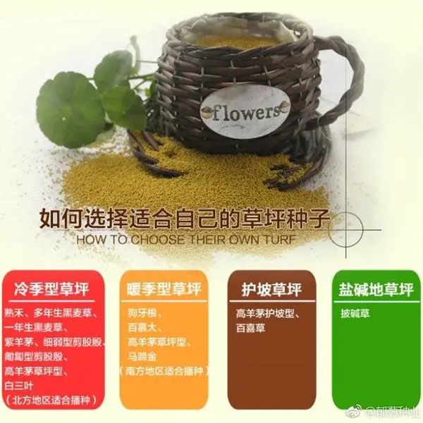 山西晋城常青草种草籽专卖批发草花种子草种籽