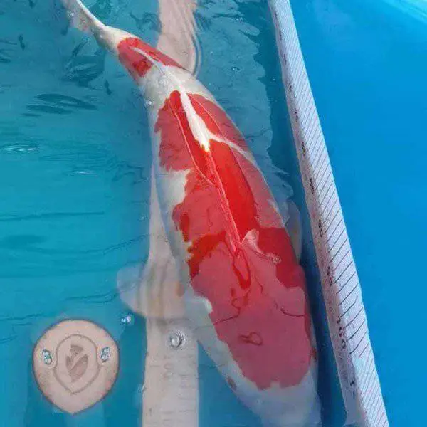 长兴鱼苗 丹顶三色锦鲤 淡水观赏鱼 抗病力强 芥子锦鲤采购