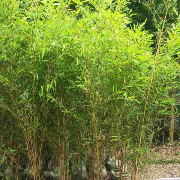 全国批发金镶玉竹 金镶玉竹小苗价格下调至2元 四川竹类苗木基地 四季常绿竹类
