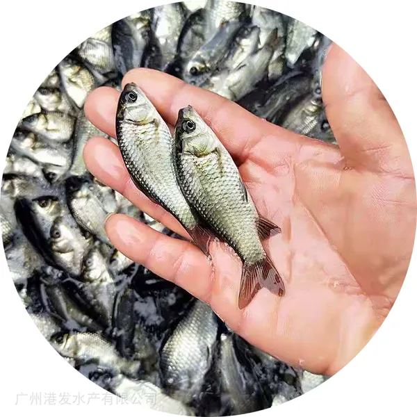 2025鲫鱼水花上市 鲫鱼苗 中科5号鲫鱼苗出售 全国发货送路损教养殖