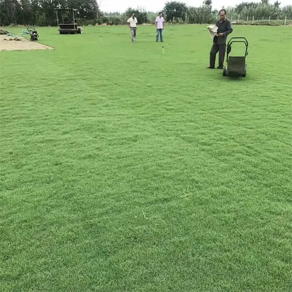 马尼拉草坪草皮 园林绿化草地 耐践踏抗旱 护坡固土操场运动场用草