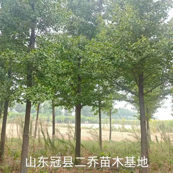 8公分至12公分银杏树,山东聊城莘县原生冠银杏树基地,银杏树产地上车价格,山东聊城银杏树
