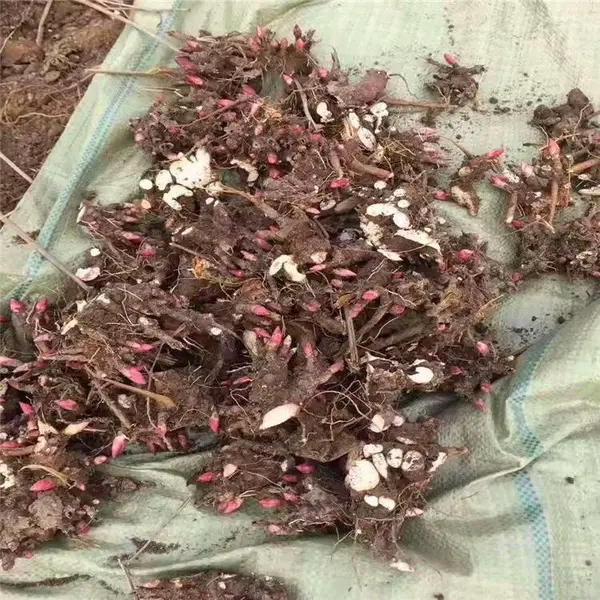 勇泰中药材 白芍芽头便宜成活率好 白芍种子育苗时间