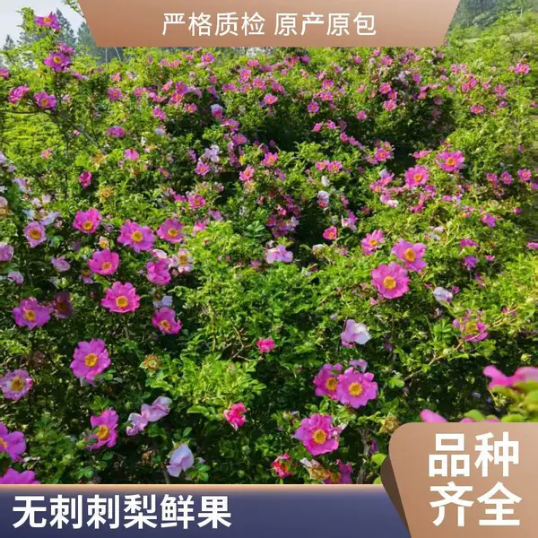 ��ֲ���޴̴��澭��Ч���