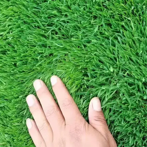 出售草坪火棘种子包衣紫粒苋草籽金娃娃萱草花种籽本地