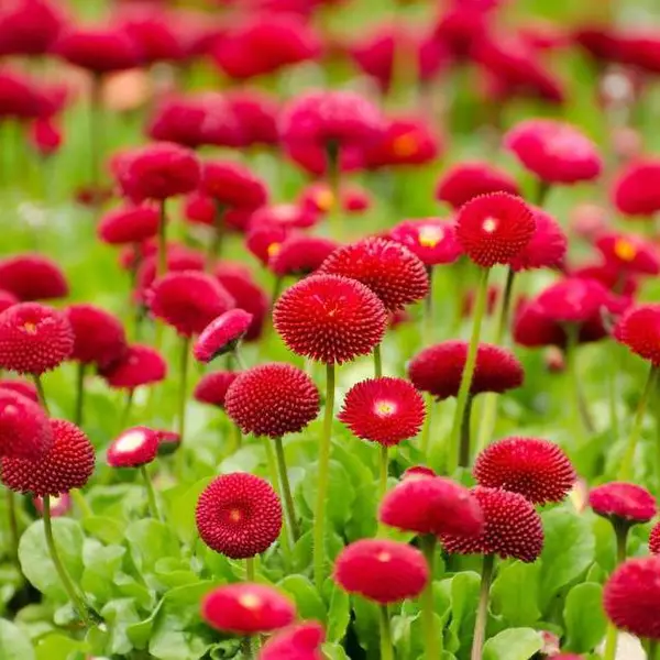 山东雏菊批发基地,营养钵雏菊,雏菊有