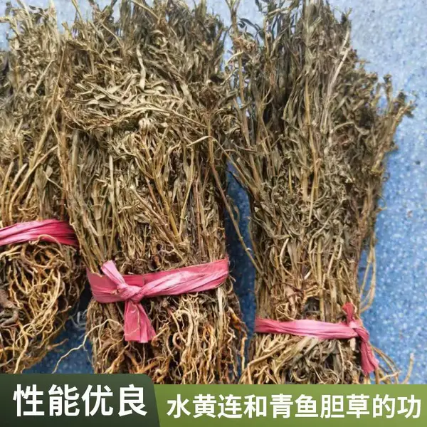 正宗药材水灵芝/水黄连无硫中药材青鱼胆草 原材料岩黄连出售