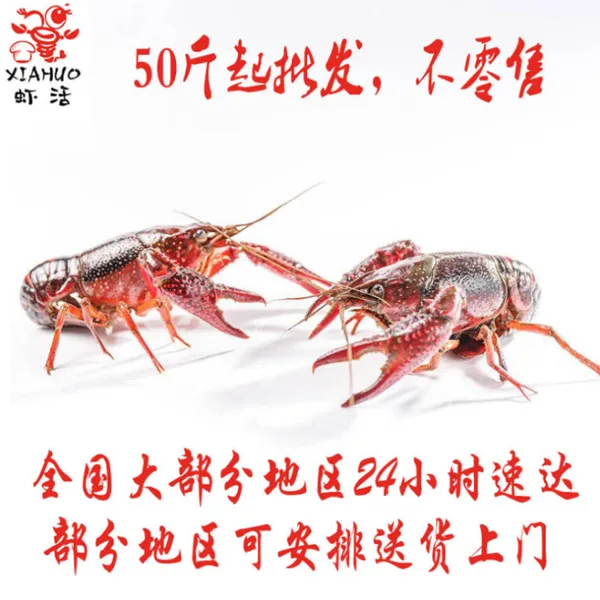 陕西小龙虾大量供货厂家直发 养殖基地供货批发价格优惠