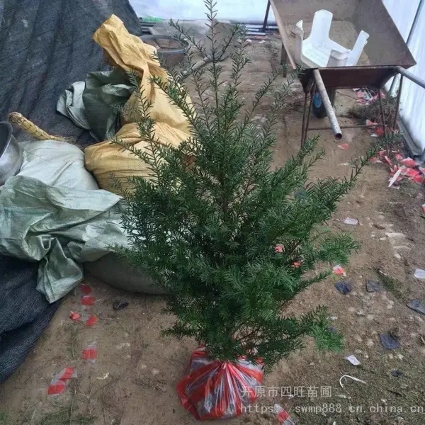 ��Ӧ�����춹ɼС��۸���������Ż�