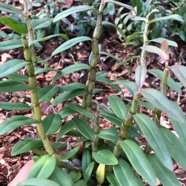 铁皮石斛