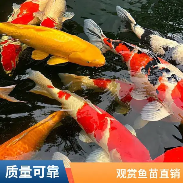 公园水景绿化用锦鲤苗 山东泰安本地观赏鱼苗锦鲤鱼苗养殖场供应